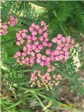 stolisnik - lat. Achillea 